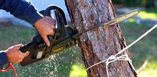 Professional Tree Removal in Union Park, FL