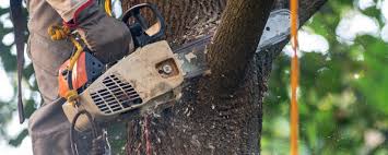 Best Lawn Irrigation Installation and Maintenance  in Union Park, FL