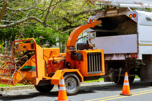 How Our Tree Care Process Works  in  Union Park, FL
