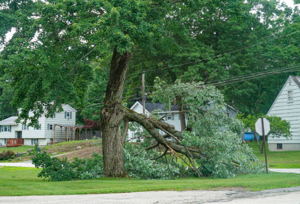Best Tree Preservation Services  in Union Park, FL